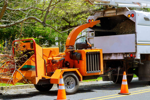 Best Tree Preservation Services  in South Barre, VT