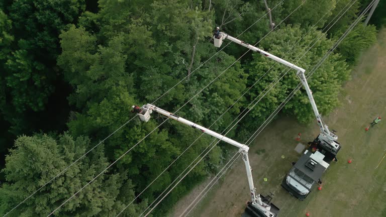 Best Storm Damage Tree Cleanup  in South Barre, VT